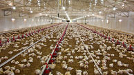  مرغ گوشتی نسبت به بهار  ارزان شد