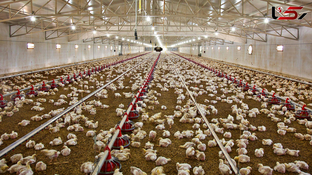 علت گرانی تخم مرغ / تایید آنفلوآنزای مرغی 