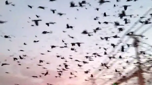 حمله‌ ور شدن هزاران پرنده به یک شهر + فیلم