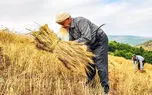 فیلم / کشاورزان ؛ سربازان گمنام خاک در مسیر امنیت غذایی
