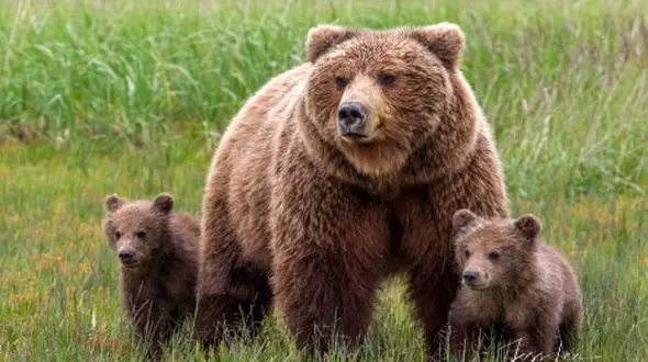 اشنویه میزبان خرس قهوه‌ای و سه توله دوست‌داشتنی‌اش شد + فیلم