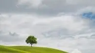 آرامش سفید و سبز در طبیعت