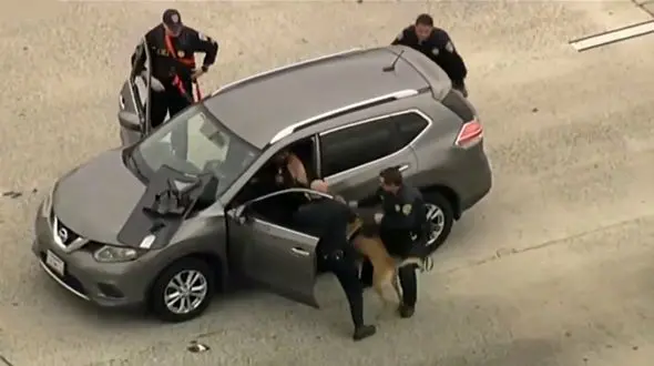 فیلم لحظه حمله سگ پلیس به دزد فراری ! / دزد چقدر کتک خورد؟! 
