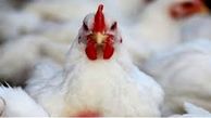 کشف بیش از 5 تن مرغ زنده قاچاق در ابهر