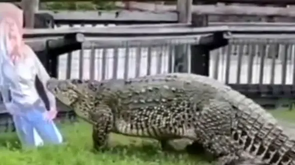 میزان علاقه کروکدیل به آدم خواری + فیلم