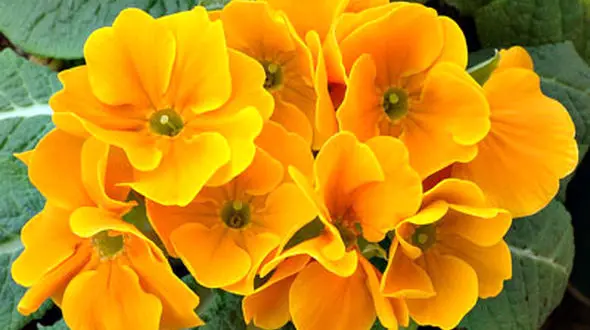 10 گیاه ضد عفونت