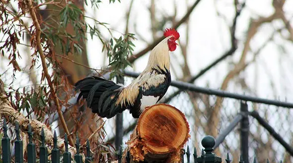 خروسی که صاحب ایتالیایی اش را به دردسر انداخت + عکس