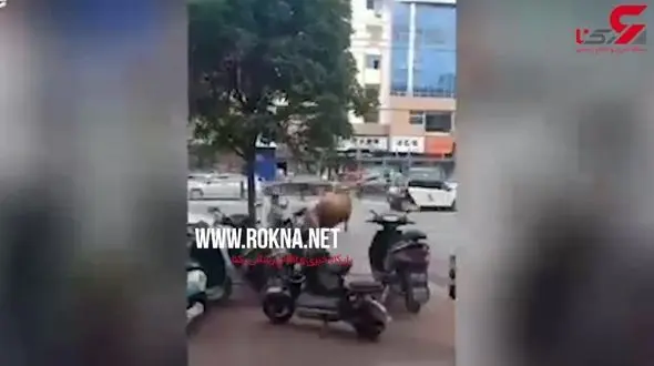 گاو خشمگین زن موتورسوار را از پای درآورد + فیلم 
