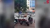 گاو خشمگین زن موتورسوار را از پای درآورد + فیلم 