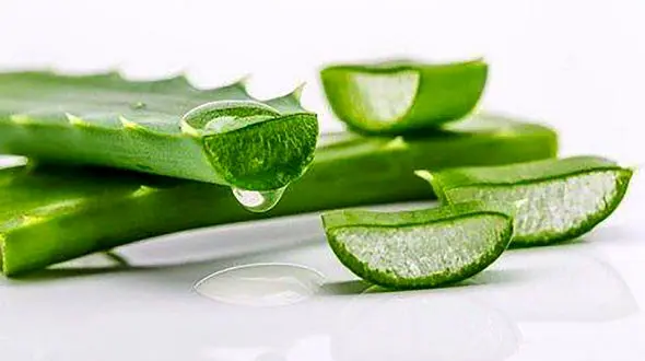 فرآیند تولید محصولات آلوئه ورا + فیلم