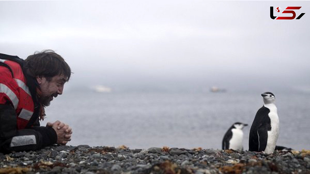 بازیگر مشهور زندگی با پنگوئن‎ها را انتخاب کرد +عکس 