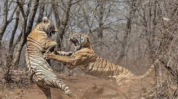 حمله ناگهانی ببرها به یکدیگر + فیلم 