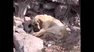 ببینید/ انتظار تلخ و دردناک یک سگ در بین آوار زلزله برا ی خروج جسد صاحبش! + فیلم احساسی