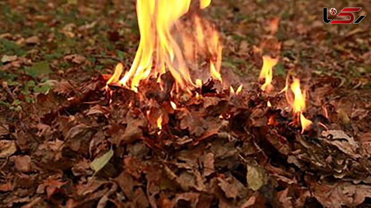 سوزاندن برگ های پاییزی ! / علت فراری دادن مارها چیست؟