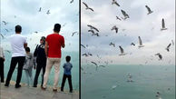 پرواز زیبای مرغ های دریایی در بند بوشهر + فیلم 