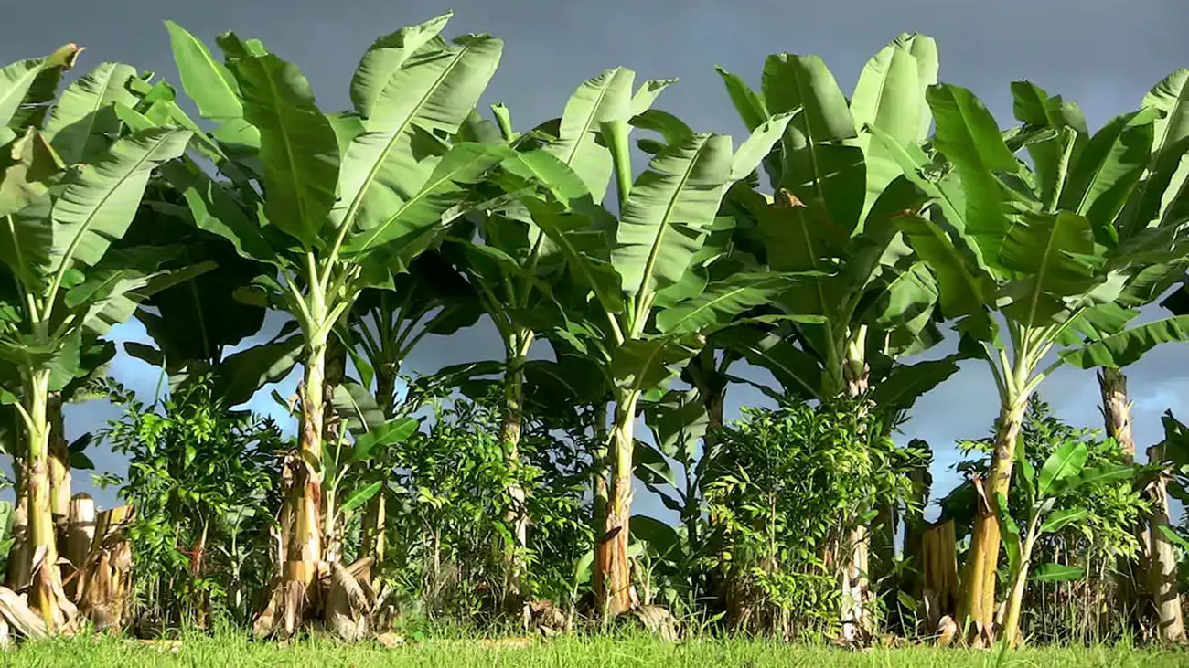 Банановая пальма дерево. Банановое дерево муса. Бананы на пальме. Описание бананового дерева. Описание бананового дерева.