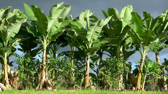 ببینید / آنچه که درباره موز نمی دانستید! + فیلم 