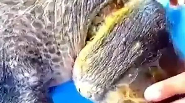 نجات لاک پشت در حال مرگ توسط خدمه کشتی + فیلم