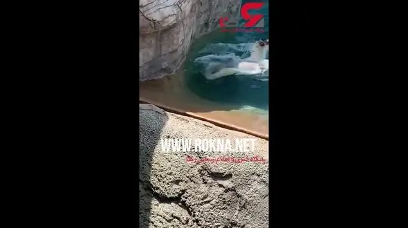 بلعیدن اردک زنده بزرگ توسط خرس سفید +فیلم