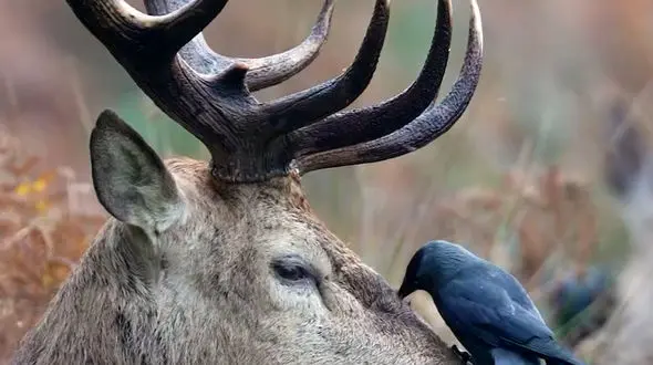 از آرامش زرافه ها تا دوستی گوزن با پرندگان