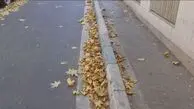 چرا برگ درختان تهران در میانه تابستان خشک و زرد شده است؟ / وقتی پاییز زودتر از موعد به خیابان‌های پایتخت می‌رسد / آبیاری ناکافی یا ناکارآمد + فیلم