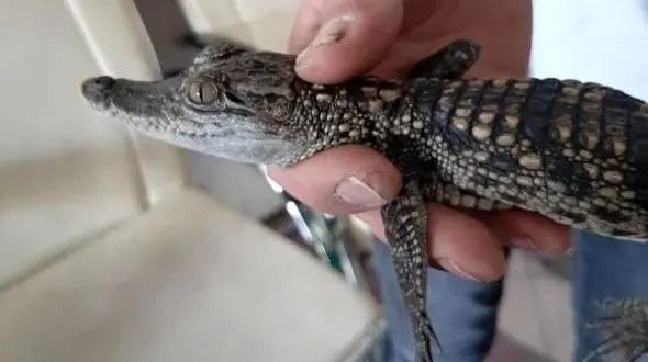 کشف تمساح در تهران