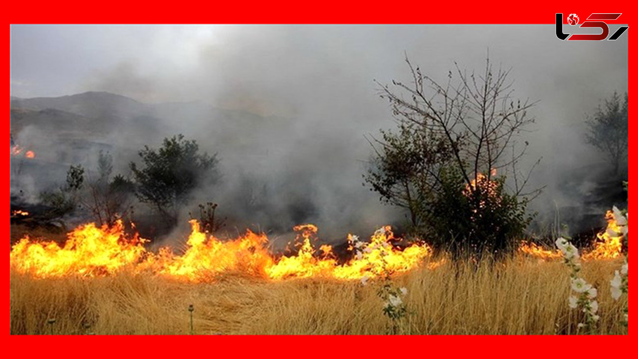 آتش بلای جان مزارع گندم و جو در دشت ورامین + عکس