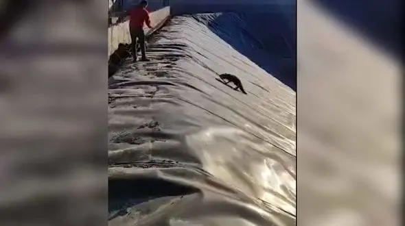 فیلم نجات روباه از استخر عمیق توسط مرد آذری زبان ! / در جلفا رخ داد