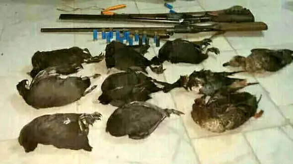 دستگیری دو مرد شیاد در پناهگاه حیات وحش میانکاله / چه می کردند؟