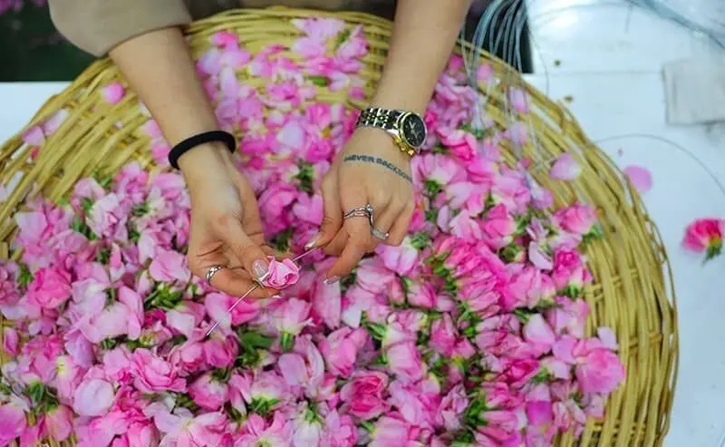 جشنواره گلاب و گلابگیری