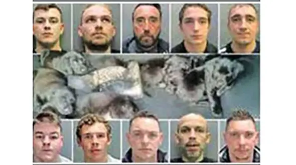 71 سال زندان برای باند سارقان خودروهای لاکچری و سگ های گران قیمت + عکس