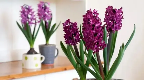 16 گل بهاری که خانه شما را بهاری و زیبا می‌کنند