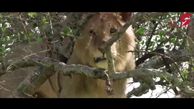 شیر جنگل در بالای درخت گیر کرد!+فیلم