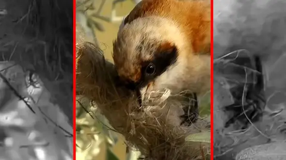 فیلم شاهکار معماری پرنده در دل طبیعت