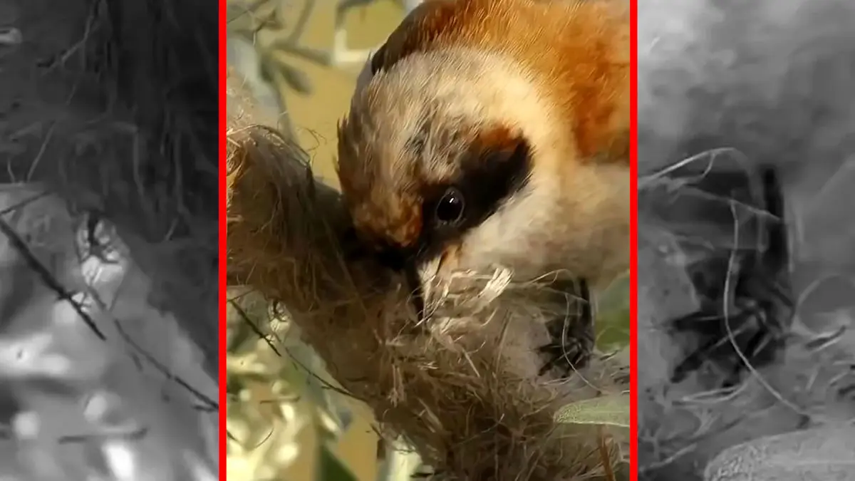 فیلم شاهکار معماری پرنده در دل طبیعت