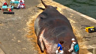 باورنکردنی/پیدا شدن جسد نهنگ غول پیکر در قلب پاریس  + فیلم
