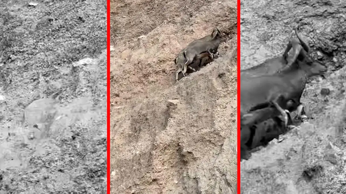 فیلم نبرد دیدنی بزهای کوهی در ارتفاع خطرناک