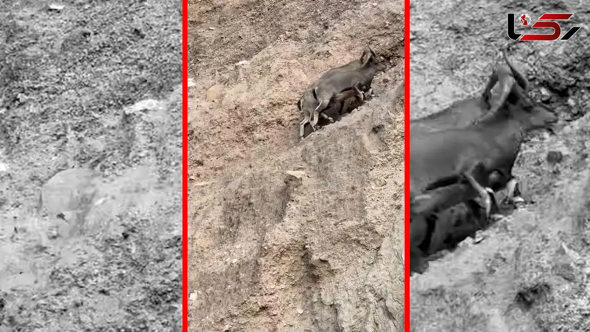فیلم نبرد دیدنی بزهای کوهی در ارتفاع خطرناک