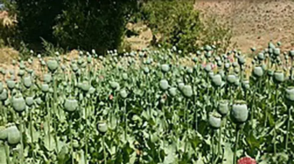 گنج افیونی مرد 50 ساله در یک باغ در مشهد 