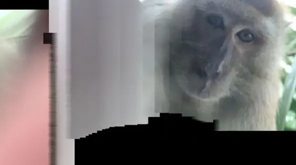 عکس های سلفی میمون پس از دزدیدن گوشی! + فیلم