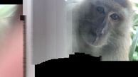 عکس های سلفی میمون پس از دزدیدن گوشی! + فیلم
