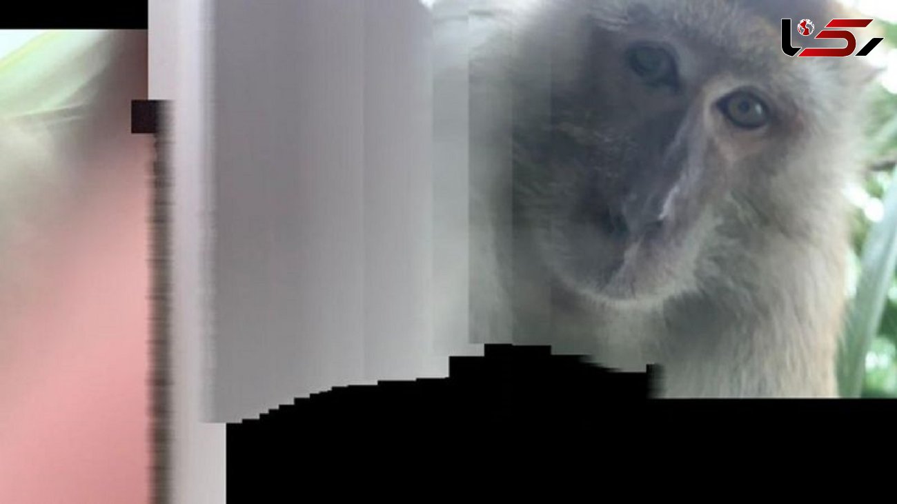عکس های سلفی میمون پس از دزدیدن گوشی! + فیلم
