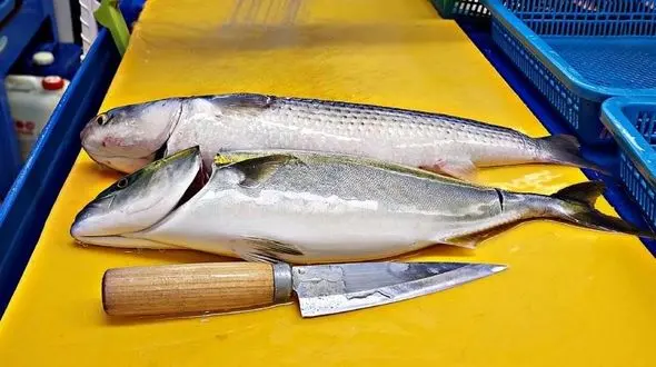 نحوه برش زدن ماهی کفال و درست کردن ساشیمی در ژاپن / فیلم