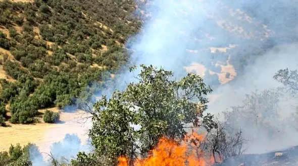 چگونه حریق ۲۰ درصد از جنگل الیت را نابود کرد؟ عوامل انسانی مسئول ۹۰ درصد هستند!