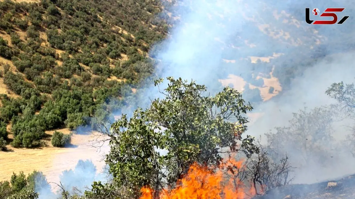 چگونه حریق ۲۰ درصد از جنگل الیت را نابود کرد؟ عوامل انسانی مسئول ۹۰ درصد هستند!