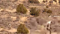 فیلم برداری از موجودی عجیب و افسانه ای که در بیابان  راه می رفت+تصاویر