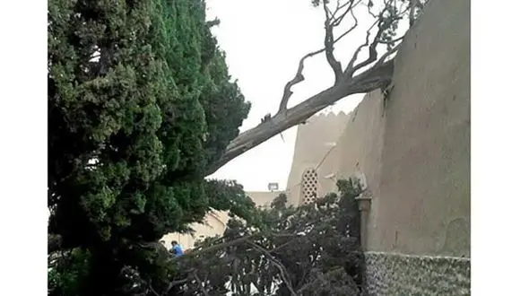 توفان درخت سرو باغ فین کاشان را از جا درآورد + عکس