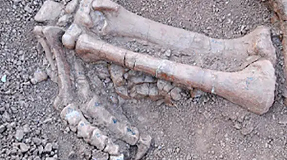 برای اولین بار؛‌ سایتی غنی از فسیل مهره‌داران در ارتفاعات زاگرس کشف شد