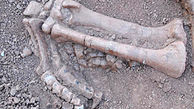 برای اولین بار؛‌ سایتی غنی از فسیل مهره‌داران در ارتفاعات زاگرس کشف شد