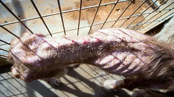 پلیس در تعقیب شکنجه گران وحشی دو سگ / این سگ ها از یک ون در حال حرکت به بیرون پرتاب شدند + فیلم و تصاویر